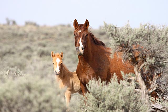 a0066-OR-PalominoButteHMA-JohnWheland