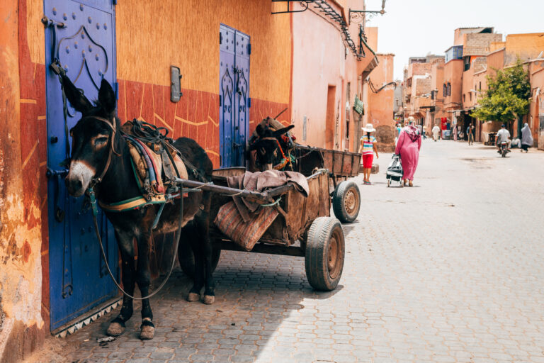 Working donkeys with carts lined up in colorful streets of Marrakech, Morocco