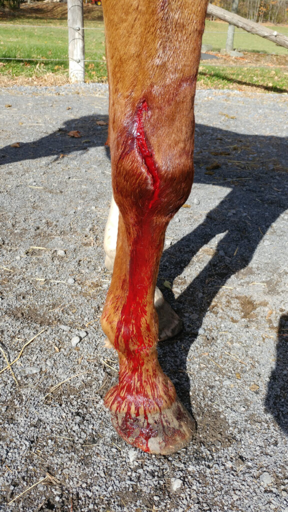 Bleeding wound on horse's leg