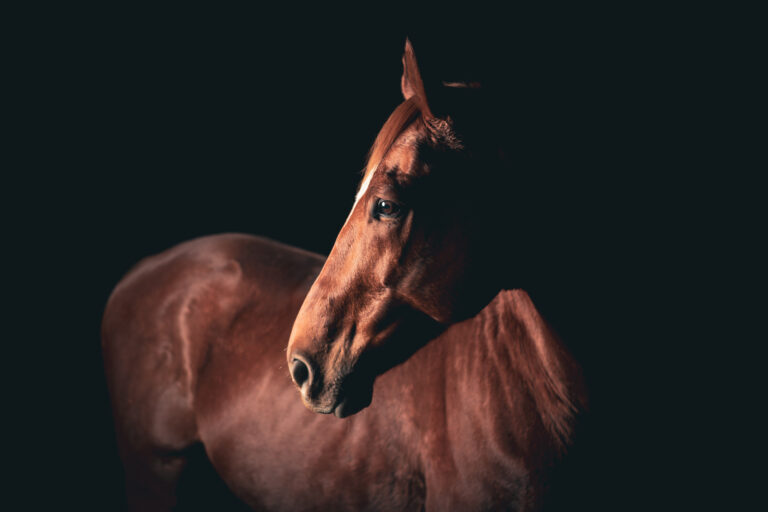 Creative shot of a dark bay horse head looking left
