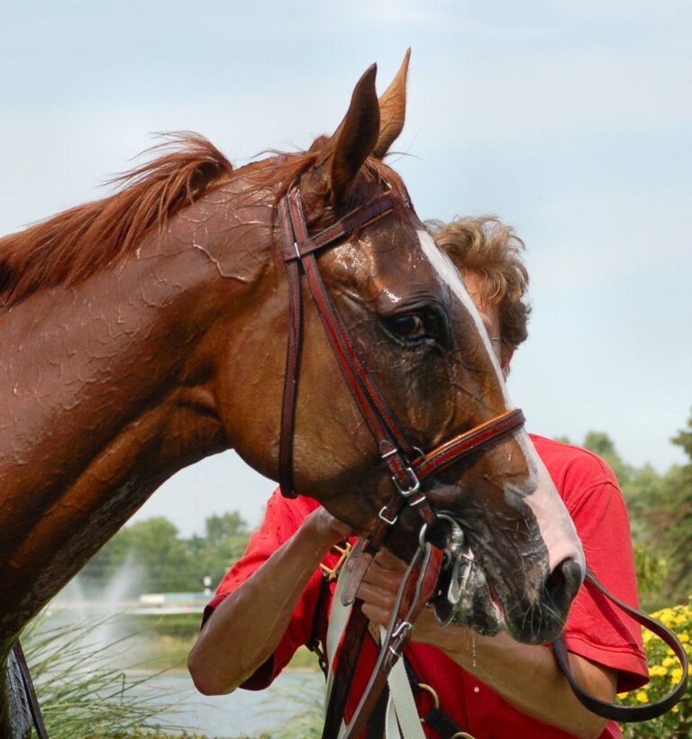 sweating horse in bridle being held by attendant