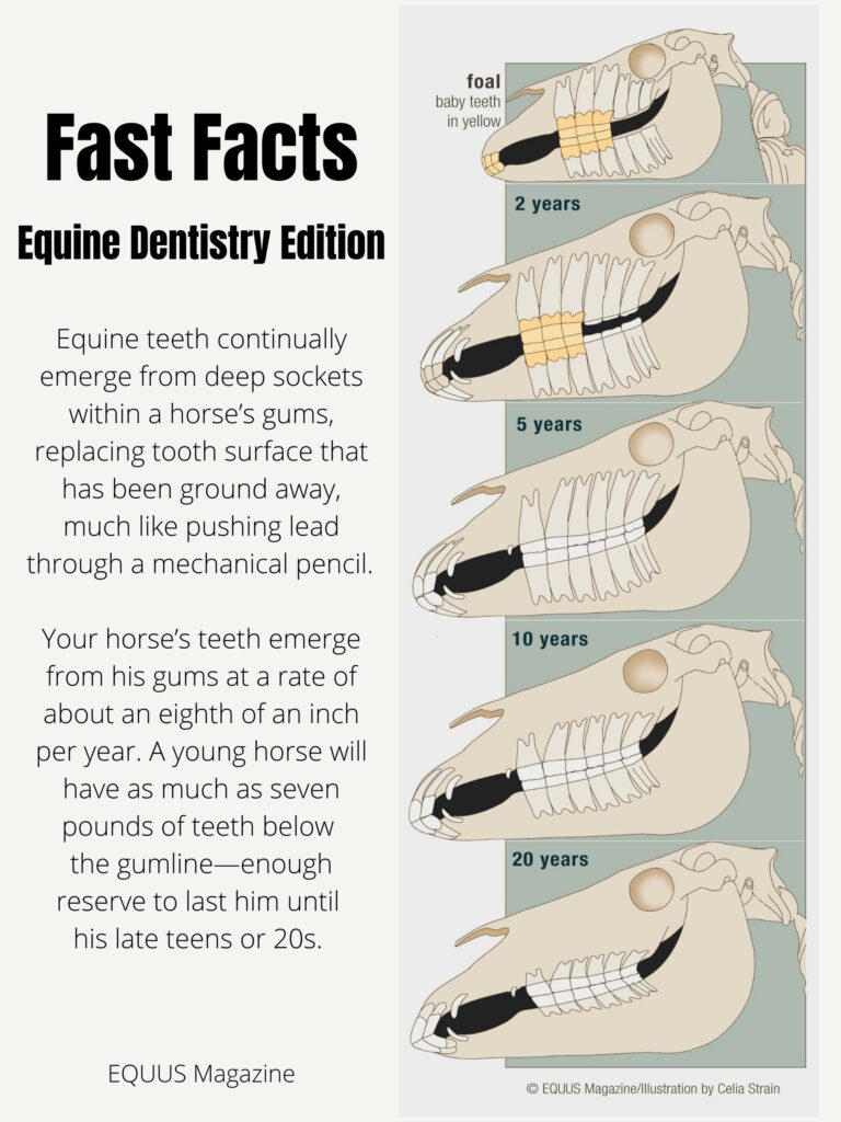 infographic of equine dental development