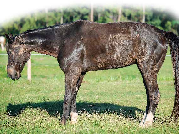 Thin horse in stance typical of laminitis or founder