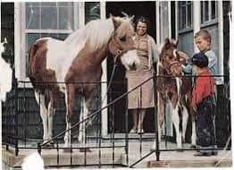 Spotted pony and family on porch of house