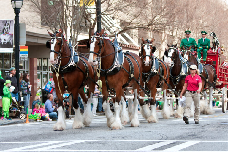 Budweiser Clydesdales pull beer wagon down street