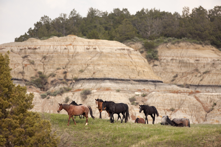 Group of wild horses in Western landscape