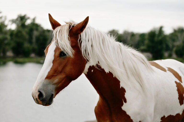 Gorgeous pinto horse with nice bridle standing