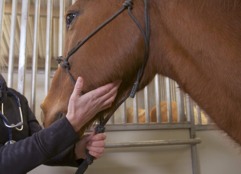 hand on haltered horse's jaw, taking pulse
