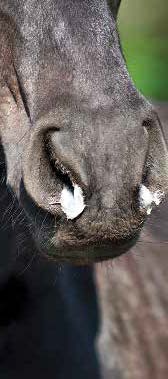runny nose