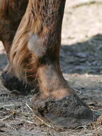 Muddy pastern with scratches infection
