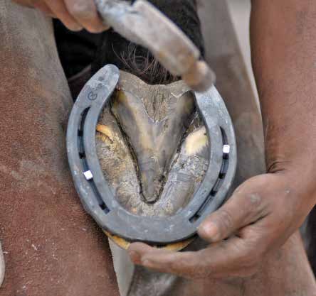 farrier driving nail into horse shoe on horse's hoof