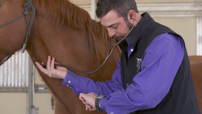 Man in purple shirt holding stethoscope to horse's neck to check respiration rate