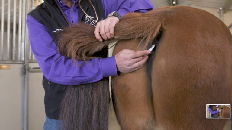 Vet taking a horse's temperature