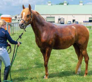 Sweaty chestnut horse with stiff stance