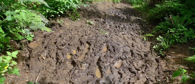 Photo of muddy trail from ELCR website