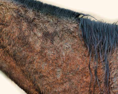 Rainrto on horse's neck