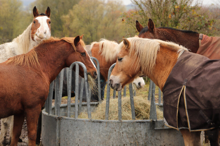 A group of horses eating from outdoor hay feeder