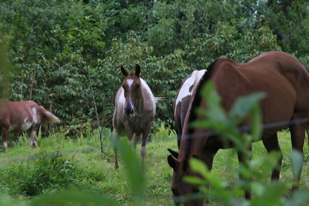 Horses at El Encanto. 