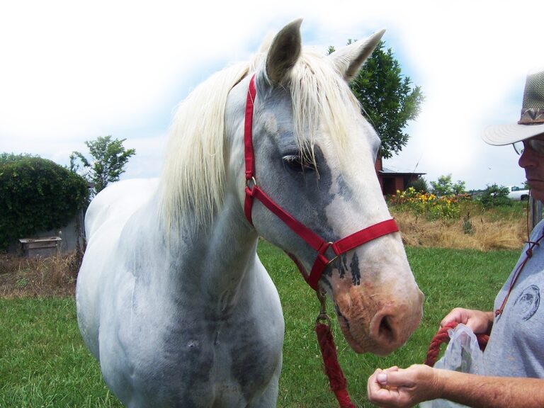 gray horse in red halter
