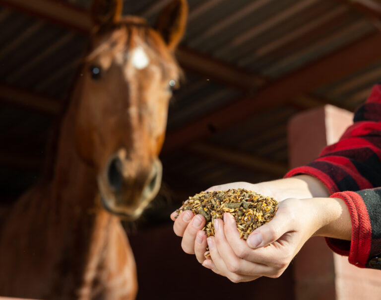 Hands of female holding horse feed in front of brown horse at stables