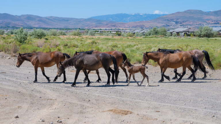 Wild horses in Nevada desert near Reno
