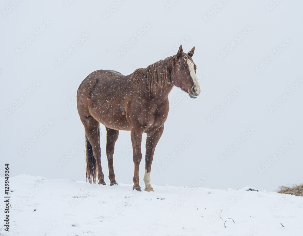 Sometimes a horse's cough is just a cough, but repeated hacking may signal one of these problems.