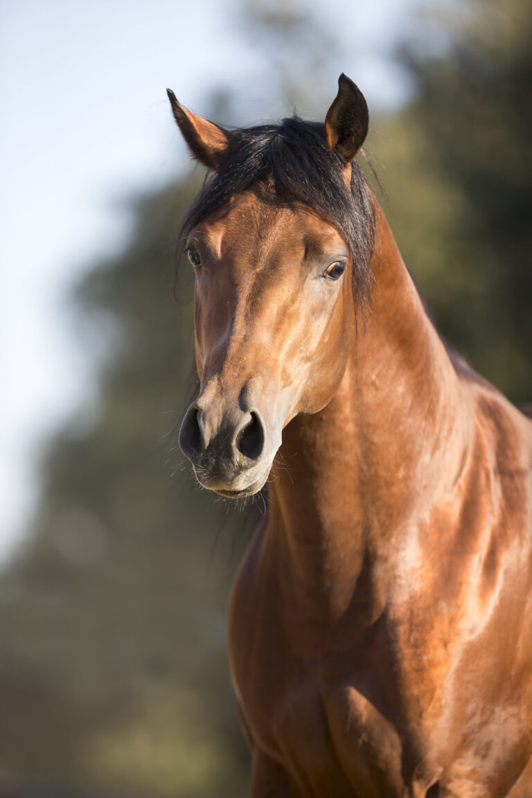 Anxiety Slawik qh_spook915159