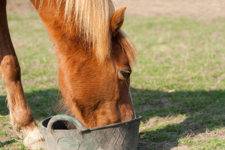 Horse eating from a plastic container