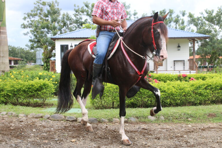 Costa Rican Paso