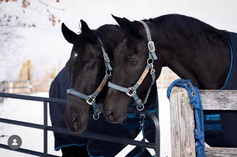 Two Hanoverian horses in the RCMP program