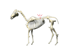 Illustration of equine skeleton with emphasis on kissing spine