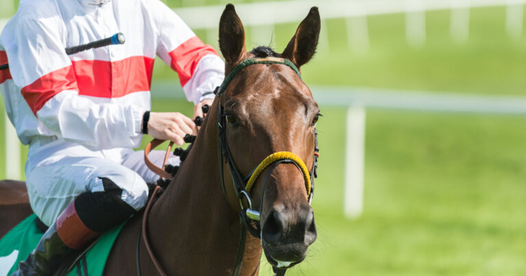 portrait  of a race horse on the racetrack