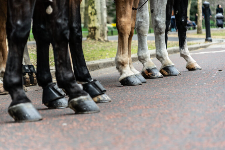 Closeup shot of several different colored horse hooves in a city during daylight