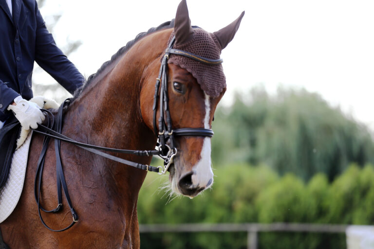 Head shot closeup of a dressage horse during competition event