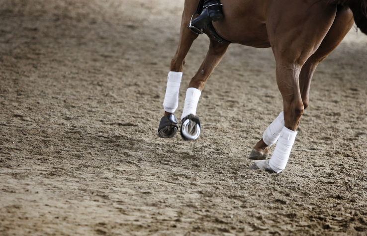 A chestnut horse in a sandy arena
