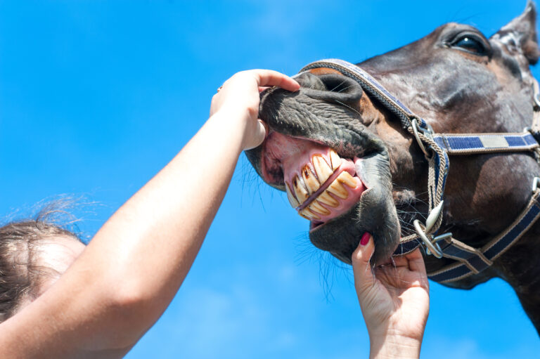 Owner checking horse teeth. Multicolored outdoors image