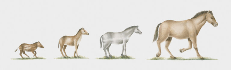 Illustration of growing size through evolution of some ancestors of the modern horse