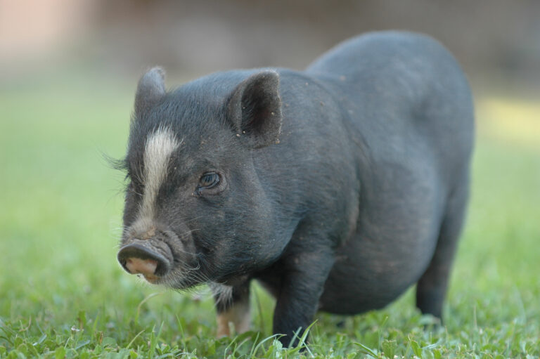 Piglet in Grass