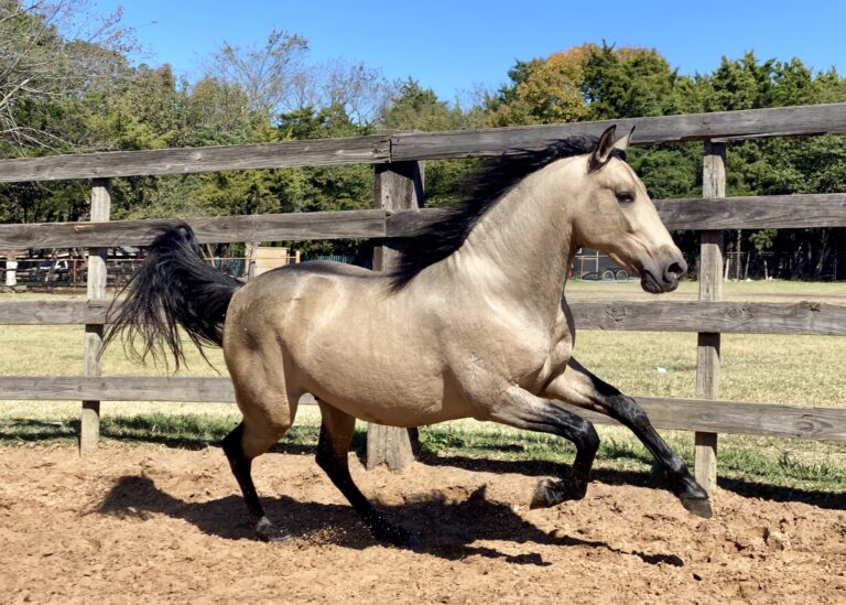 Horse Buckskin Stallion Andalusian Quarter Horse Running Galloping in Arena Sand Dirt Round Pen Wood Fence Blue Sky Green Trees