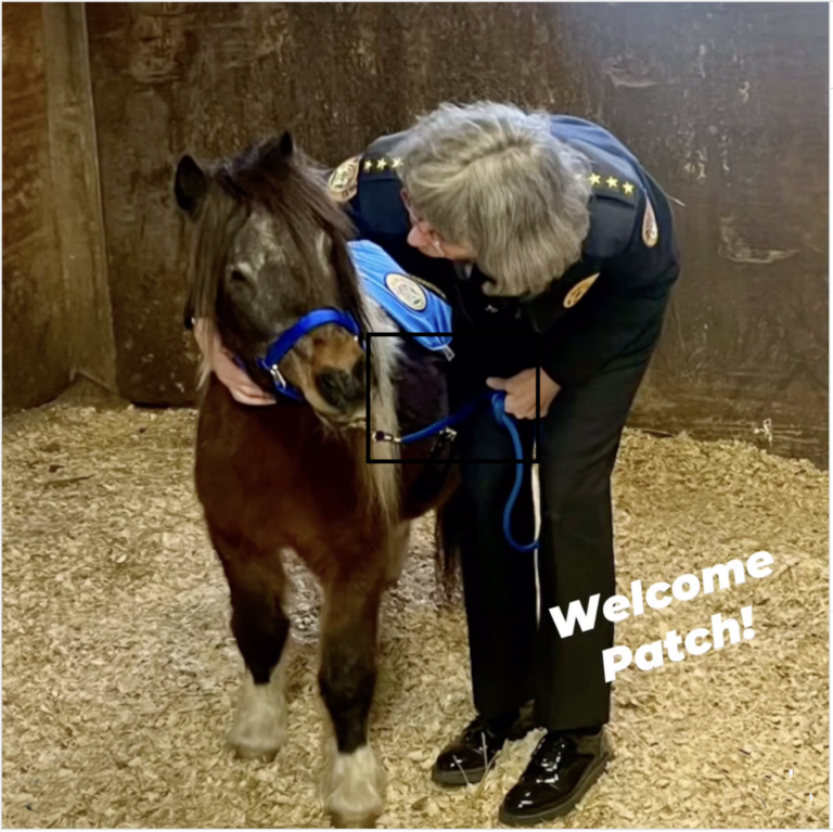 NOPD mounted unit's new pinto mini Patch with Superintendent Kirkpatrick