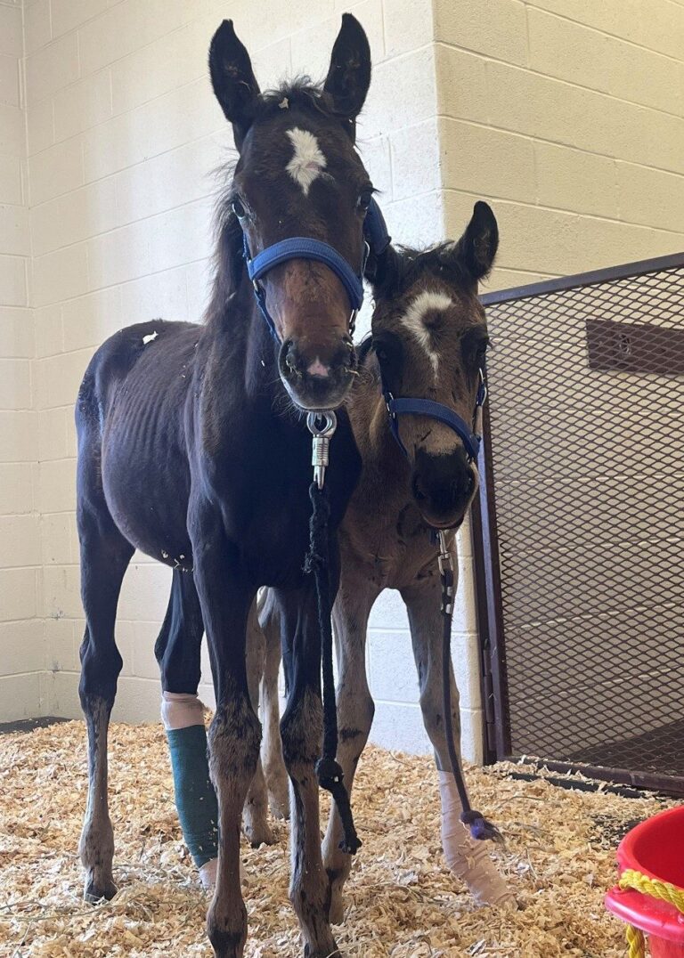 Two sick feral foals in isolation stall at Marion duPont Scott EMC