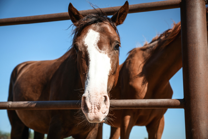 horse with blaze poking head through fence