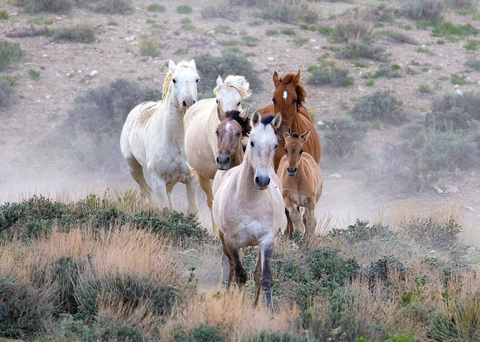 Five wild horses running toward the camera