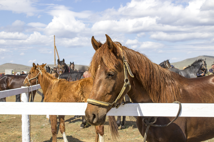 Two scruffy horses in auction pen