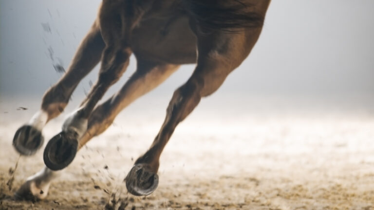 closeup shot of legs of galloping horse during a turn