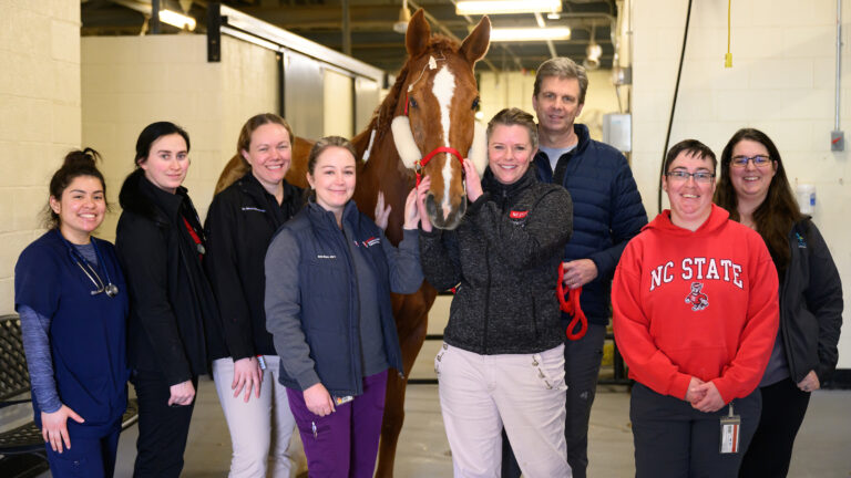 Veterinarians and vet students pose with a horse that received a corneal transplant in an equine hospital
