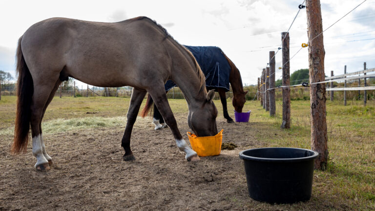 Horses eating meal from the rubber tub outdoors. Horse mealtime, sunny day