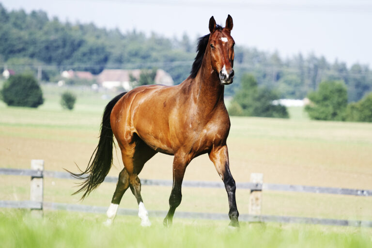 beautiful chestnut horse stallion running in nature