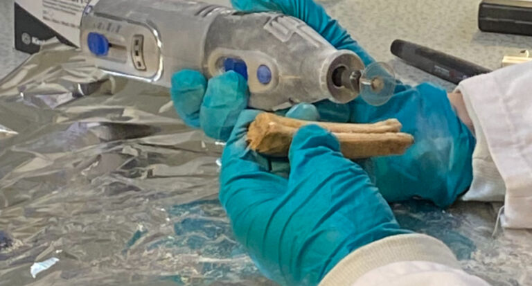 Gloved hands with archaeological remains of horse in laboratory setting