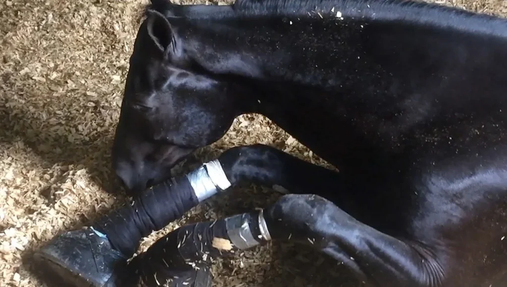 Recumbent gaited horse with legs wrapped to "sore" him